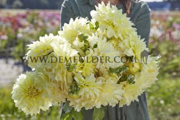 Decorative Dinnerplate Kelvin Floodlight Dahlia Kelvin Floodlight Decorative (x14x1)