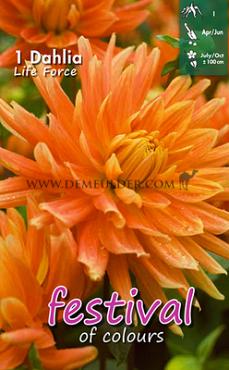 Decorative Dinnerplate Life Force Festival Spring Dahlia Dinnerplate Dahlia Life Force I (x14x1)