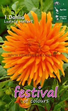 Cactus Of Semicactus Ludwig Helfert Festival Winter Dahlia Cactus Of Semicactus Dahlia Ludwig Helfert I (x14x1)