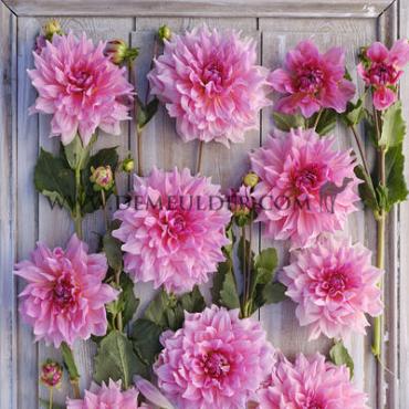 Decorative Dinnerplate Otto's Thrill Festival Winter Dahlia Dinnerplate Dahlia Otto's Thrill I (x14x1)