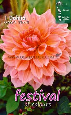 Decorative Dinnerplate Otto's Thrill Festival Spring Dahlia Dinnerplate Dahlia Otto's Thrill I (x14x1)