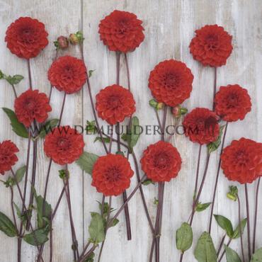 Ball Red Cap Festival Winter Dahlia Ball Dahlia Red Cap I (x14x1)