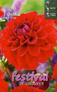 Ball Red Cap Festival Winter Dahlia Ball Dahlia Red Cap I (x14x1)