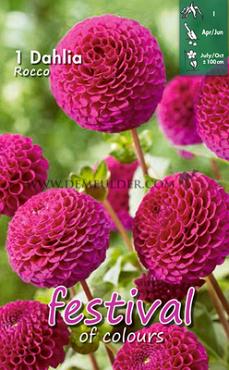 Pompon Rocco Festival Winter Dahlia Pompon Dahlia Rocco I (x14x1)