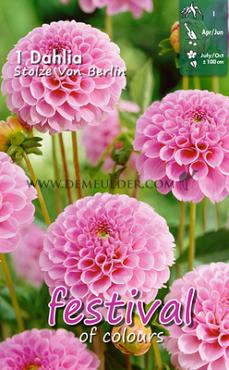 Pompon Stolze Von Berlin Festival Winter Dahlia Pompon Dahlia Stolze Von Berlin I (x14x1)