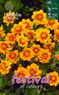 Single Flowered Sunshine Festival Spring Dahlia Single Flowered Dahlia Sunshine I (x14x1)
