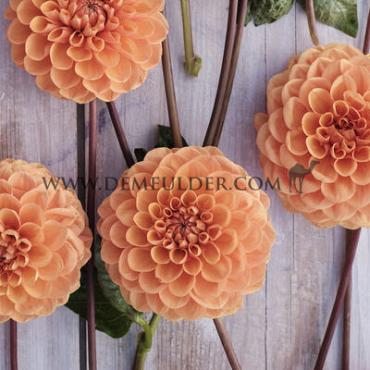 Ball Sylvia Festival Winter Dahlia Ball Dahlia Sylvia I (x14x1)