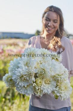 Decorative Dinnerplate White Perfection Festival Winter Dahlia Dinnerplate Dahlia White Perfection I (x14x1)