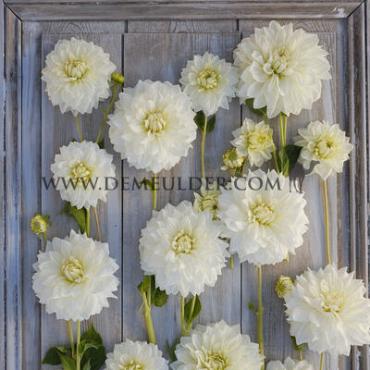 Decorative Dinnerplate White Perfection Festival Winter Dahlia Dinnerplate Dahlia White Perfection I (x14x1)