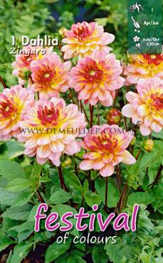 Decorative Dwarf Zingaro Festival Spring Dahlia Dwarf Dahlia Zingaro I (x14x1)