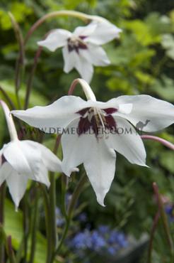 Callianthus Murielae Festival Winter Miscellaneous Gladiolus Murielae 8/10 (x14x10)