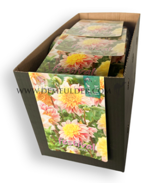 Pre-packed Dahlia Polka I (x14x1)