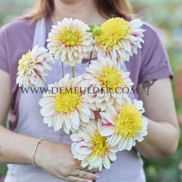Pre-packed Dahlia Polka I (x14x1)