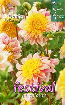 Anemone Flowered Polka Festival Spring Dahlia Anemone Flowered Dahlia Polka I (x14x1)