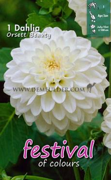 Ball Orsett Beauty Festival Spring Dahlia Ball Dahlia Orsett Beauty I (x14x1)