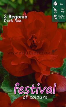 Double Double Red Festival Winter Begonia Begonia Double Red 6/7 (x14x3)