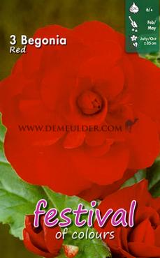 Double Red (Scarlet) Festival Winter Begonia Begonia Red (Scarlet) 6/7 (x14x3)