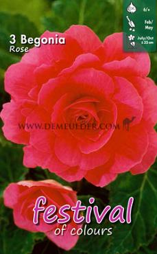 Double Double Pink Festival Spring Begonia Begonia Double Pink 6/7 (x14x3)