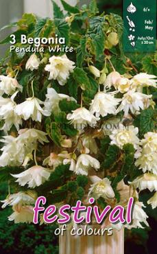 Pendula White Festival Winter Begonia Begonia White 6/+ (x14x3)