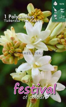 Tuberosa The Pearl Festival Spring Miscellaneous Polianthes Tuberosa The Pearl 12/14 (x14x1)