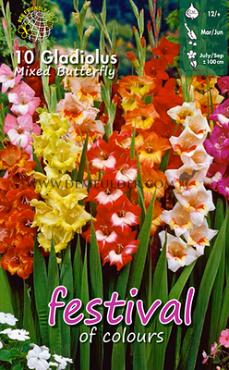 Small Flowered Butterfly Mixed Festival Winter Gladiolus Small Flowered / Nanus Gladiolus Butterfly Mixed 12/+ (x14x10)