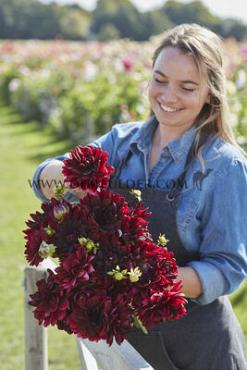 Cactus Of Semicactus Rip City Festival Winter Dahlia Cactus Of Semicactus Dahlia Rip City I (x14x1)