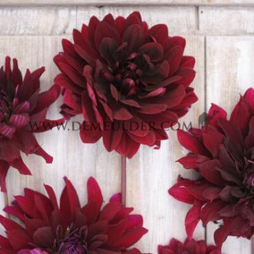 Cactus Of Semicactus Rip City Festival Winter Dahlia Cactus Of Semicactus Dahlia Rip City I (x14x1)