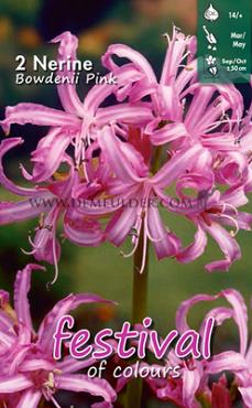 Bowdenii Roze Festival Winter Miscellaneous Nerine Roze 12/14 (x14x2)