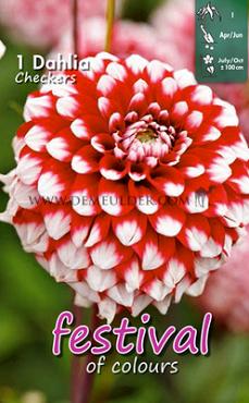 Ball Checkers Festival Winter Dahlia Ball Dahlia Checkers I (x14x1)