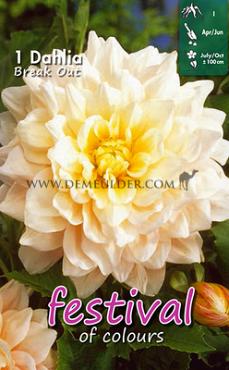 Decorative Large Flowered Break Out Festival Spring Dahlia Large Flowered Dahlia Break Out I (x14x1)