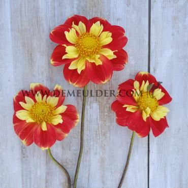 Collerette Pooh Festival Winter Dahlia Collerette Dahlia Pooh I (x14x1)