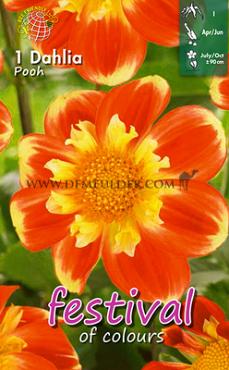 Collerette Pooh Festival Winter Dahlia Collerette Dahlia Pooh I (x14x1)