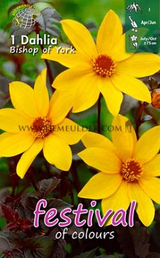 Peony Flowered Bishop Of York Festival Winter Dahlia Peony Flowered Dahlia Bishop Of York I (x14x1)