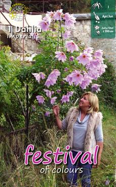 Miscellaneous Imperialis Festival Spring Dahlia Miscellaneous Dahlia Imperialis I (x14x1)