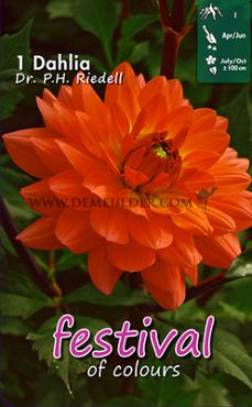 Decorative Medium Flowered Dr. P.H. Riedell Festival Winter Dahlia Medium Flowered Dahlia Dr. P.H. Riedell I (x14x1)