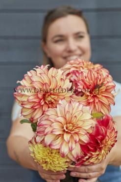 Decorative Medium Flowered Lady Darlene Festival Winter Dahlia Medium Flowered Dahlia Lady Darlene I (x14x1)