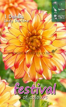 Decorative Medium Flowered Lady Darlene Festival Spring Dahlia Medium Flowered Dahlia Lady Darlene I (x14x1)