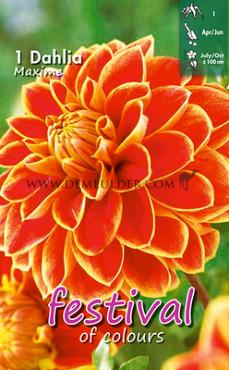 Decorative Small Flowered Maxime Festival Winter Dahlia Small Flowered Dahlia Maxime I (x14x1)