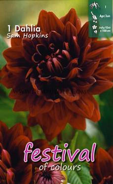 Waterlily Sam Hopkins Festival Spring Dahlia Waterlily Dahlia Sam Hopkins I (x14x1)