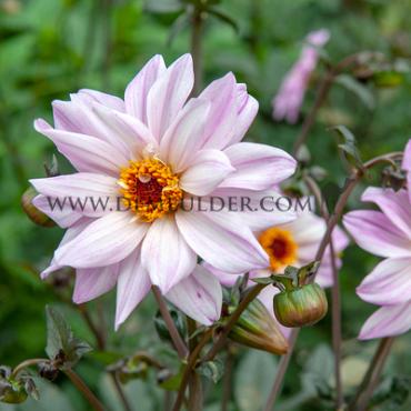 Pre-packed Dahlia Bishop Of Leicester I (x14x1)