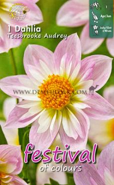 Collerette Teesbrook Audrey Festival Spring Dahlia Collerette Dahlia Teesbrook Audrey I (x14x1)