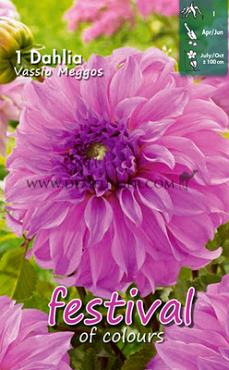 Decorative Large Flowered Vassio Meggos Festival Spring Dahlia Large Flowered Dahlia Vassio Meggos I (x14x1)