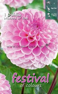 Ball Wizard Of Oz Festival Winter Dahlia Ball Dahlia Wizard Of Oz I (x14x1)