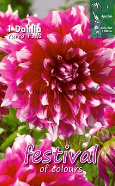 Decorative Large Flowered Yarra Falls Festival Winter Dahlia Large Flowered Dahlia Yarra Falls I (x14x1)
