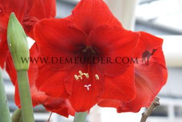 Amaryllis Red Lion 30/32 Prep. (x10)