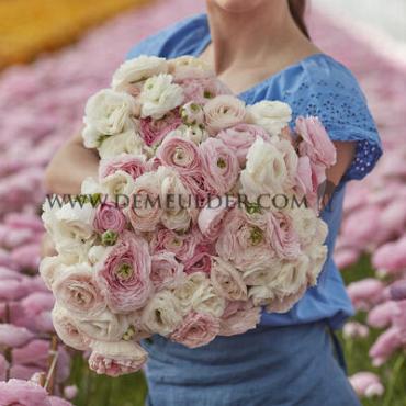 Ranunculus Amandine Chamellow 3/5 (x250)