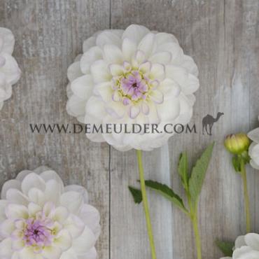 Ball Eveline Festival Winter Dahlia Ball Dahlia Eveline I (x14x1)