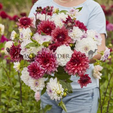 Ball Eveline Festival Winter Dahlia Ball Dahlia Eveline I (x14x1)