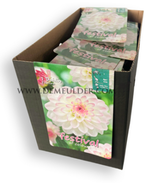 Pre-packed Dahlia Eveline I (x14x1)