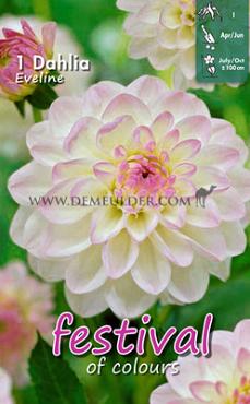 Ball Eveline Festival Spring Dahlia Ball Dahlia Eveline I (x14x1)